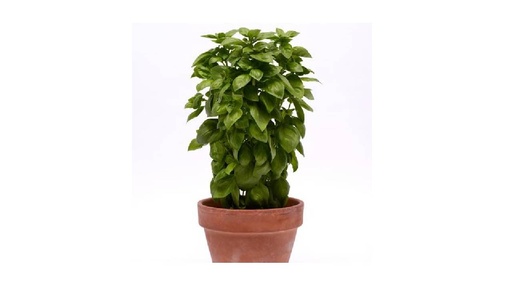 [PN_900195] He Basil Everleaf Emrld Tower