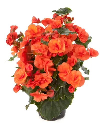[PN_900197] Beghm Solenia Orange#