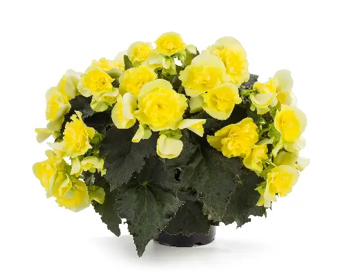 [PN_900200] Beghm Solenia Yellow#