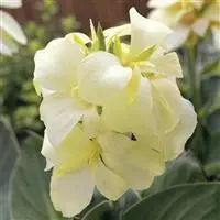 [PN_900211] Canna South Pacific Ivory