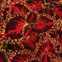 [PN_900219] Coleus - Tall - Solar Flare