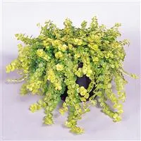 [PN_900232] Lysimachia    - Goldilocks