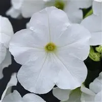 [PN_900239] Petunia - Easy Wave White