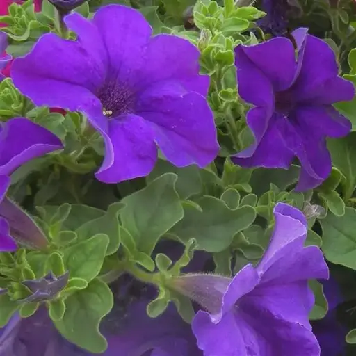 [PN_900251] Petunia - Surfinia Giant Blue