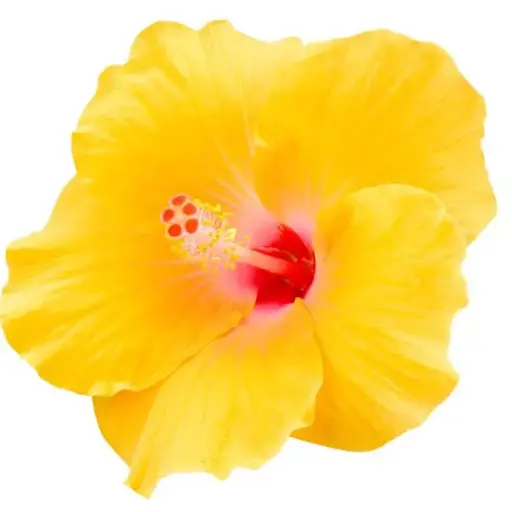 [PN_900269] Quart Hibiscus - Hibiscus Yellow