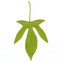 [PN_900272] Ipom Spotlight Lime#