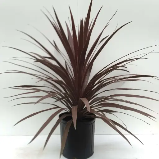 [PN_900286] Quart Red Star Spike