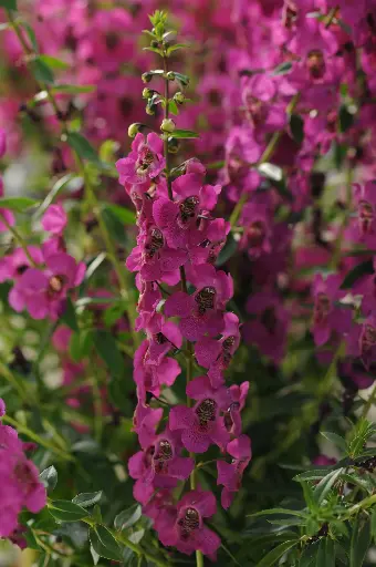 [PN_900386] Angelonia Archangel Raspberry#