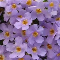 [PN_900388] Bacopa Megacopa Lavender#2Per