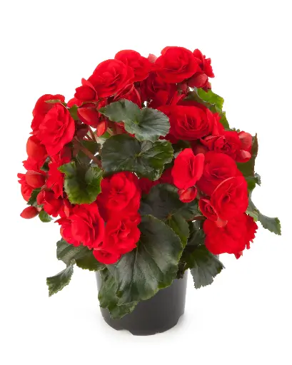 [PN_900390] Beghm Solenia Red Orange#