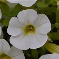 [PN_900403] Calibrachoa - Cabaret White