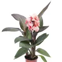 [PN_900412] Canna Cannova Casa Brnze Peach
