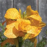 [PN_900413] Canna Cannova Gold Leopard