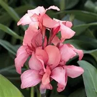 [PN_900414] Canna Cannova Mango