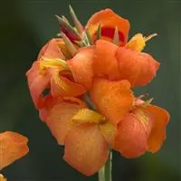 [PN_900415] Canna Cannova Orange Sh