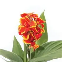 [PN_900416] Canna Cannova Red Gldn Flame