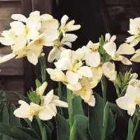 [PN_900417] Canna Tropical White