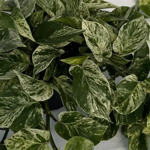 [PN_900419] Fo Pothos Marble Queen