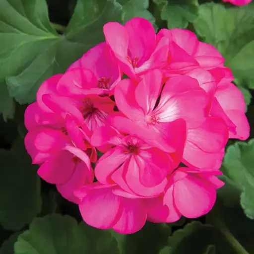 [PN_900426] Gerzn Rocky Mountain Rose Dp#