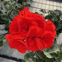 [PN_900427] Gerzn Super Moon Red Bright#