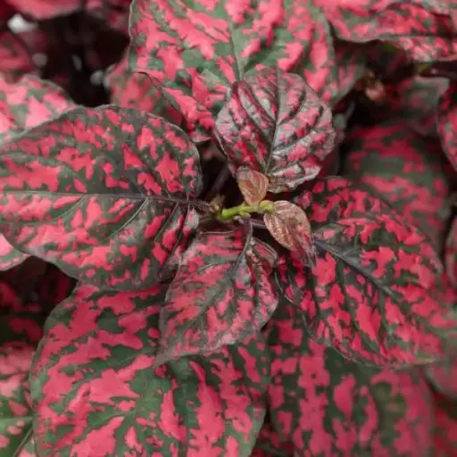 [PN_900438] Hypoestes Hippo Red Ipd#