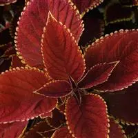 [PN_900461] Coleus - Tall - Trusty Rusty