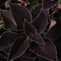 [PN_900462] Coleus Volcanica Vino#