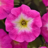 [PN_900465] Pet E3 Easy Wave Rose Morn