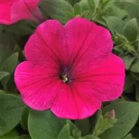 [PN_900468] Pet Easy Wave Rose