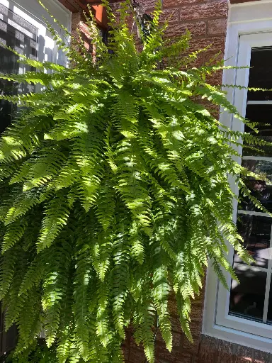 [FL_00201] Boston Fern Hanging Basket 