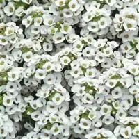 [PN_900001] Alyssum  X2 - Clear Crystal White