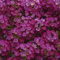 [PN_900002] Alyssum  X2 - Clear Crystal Purple